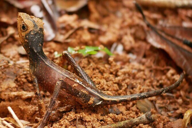 Sinharaja Rain Forest Day Tour From Colombo - Arrival at Sinharaja Forest Reserve