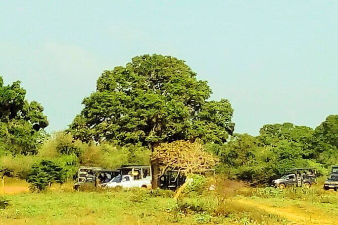 Sinharaja Rain Forest Day Tour from Mirissa, Galle, Bentota Area - Who Is This Tour Best For?