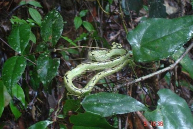 Sinharaja Rain Forest Guided Day Tour From Colombo and Negombo - Price and Cancellation Policy