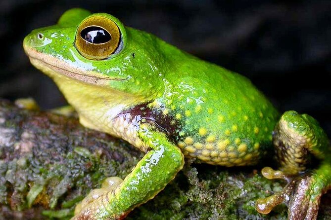 Sinharaja Rain Forest Guided Day Tour From Colombo and Negombo - Booking Process and Reviews