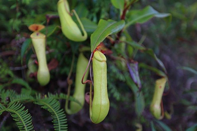 Sinharaja Rain Forest Guided Day Tour From Colombo and Negombo - Tour Duration and Highlights