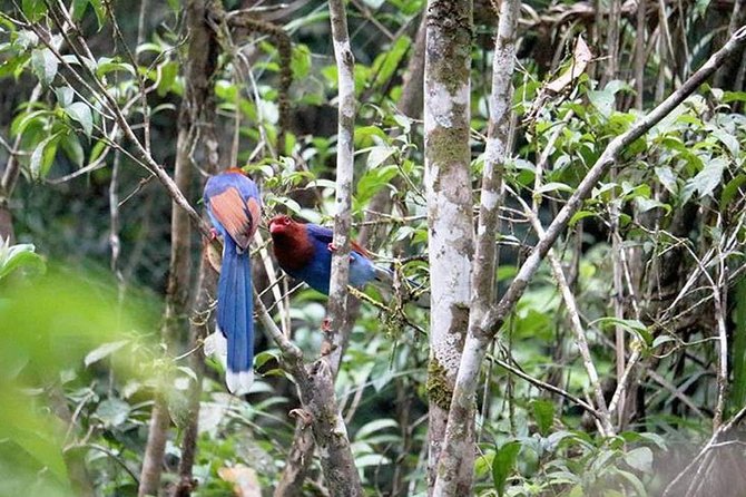 Sinharaja Rain Forest Guided Day Tour From Colombo and Negombo - Response to Review
