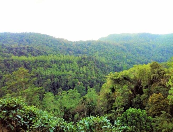 Sinharaja Rain Forest Private & Customize Tour - Tour Description and Itinerary