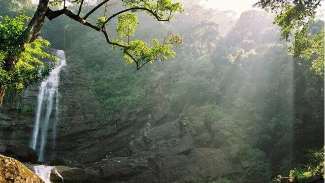 Sinharaja Rain Forest & Tea Factory Private Trip - Inclusions and Essentials
