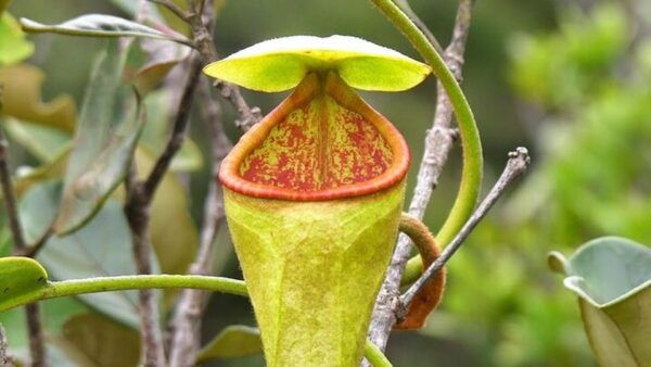 Sinharaja Rain Forest & Tea Factory Private Trip - Contact Details