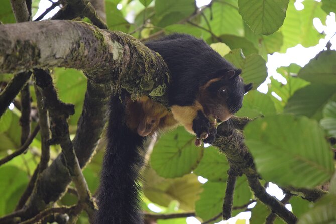 Sinharaja Rain Forest Tour From Colombo - Highlights of the Tour