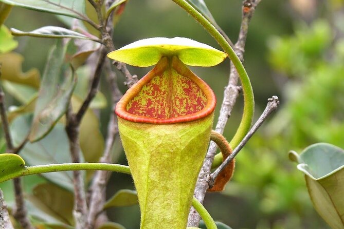 Sinharaja Rain Forest Tour From Colombo - Additional Information and Price