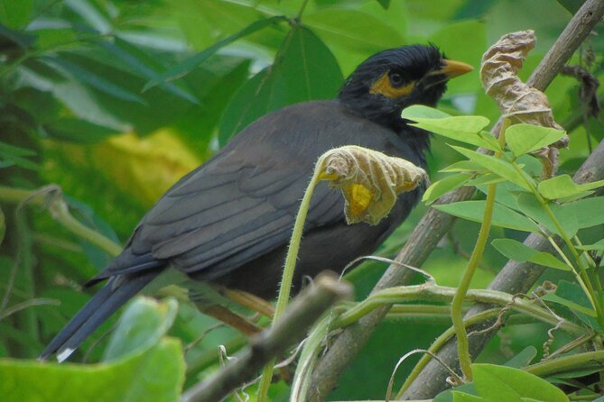 Sinharaja Rain Forest Tours (Full Day) - Weather Requirements and Minimum Travelers