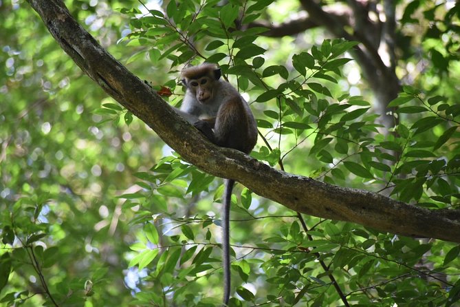 Sinharaja Rain Forest Tours (Full Day) - Weather Requirements and Minimum Travelers