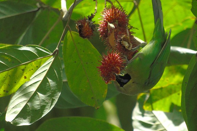 Sinharaja Rain Forest Tours (Full Day) - Availability of Traveler Photos