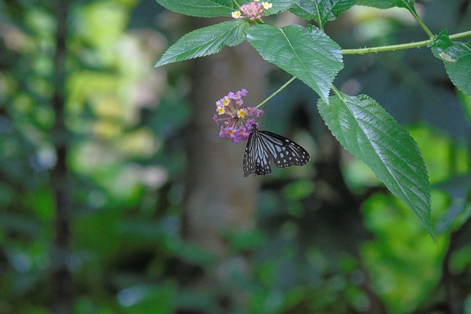 Sinharaja Rain Forest Tours (Full Day) - Overall Ratings and Reviews