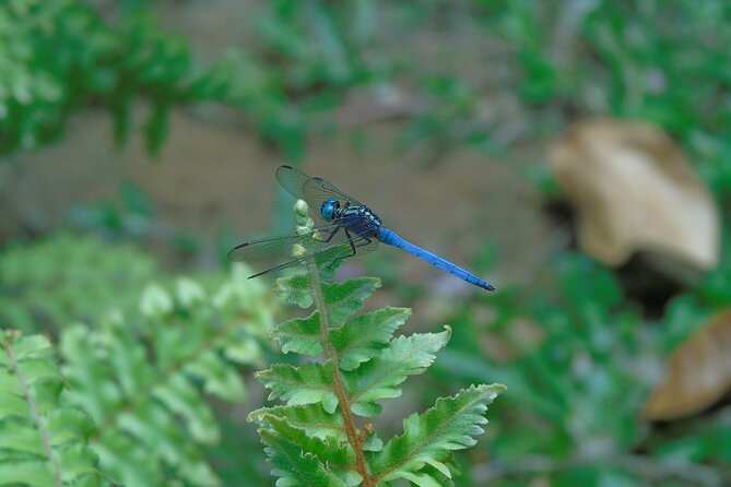Sinharaja Rain Forest Tours (Full Day) - Questions and Support