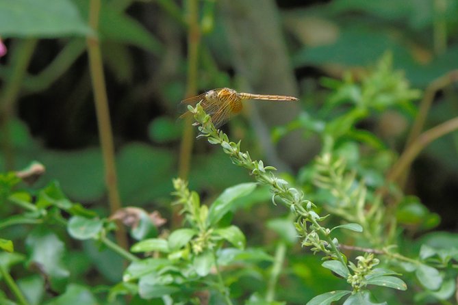 Sinharaja Rain Forest Tours (Full Day) - Tour Details and Pricing