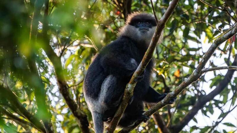 Sinharaja Rain Forest (UNESCO) & Eco 3-Day Tour with Hotel - Good To Know