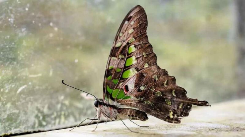 Sinharaja Rain Forest (UNESCO) & Eco 3-Day Tour with Hotel - FAQ