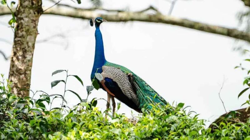 Sinharaja Rain Forest (UNESCO) & Eco 3-Day Tour with Hotel - Good To Know