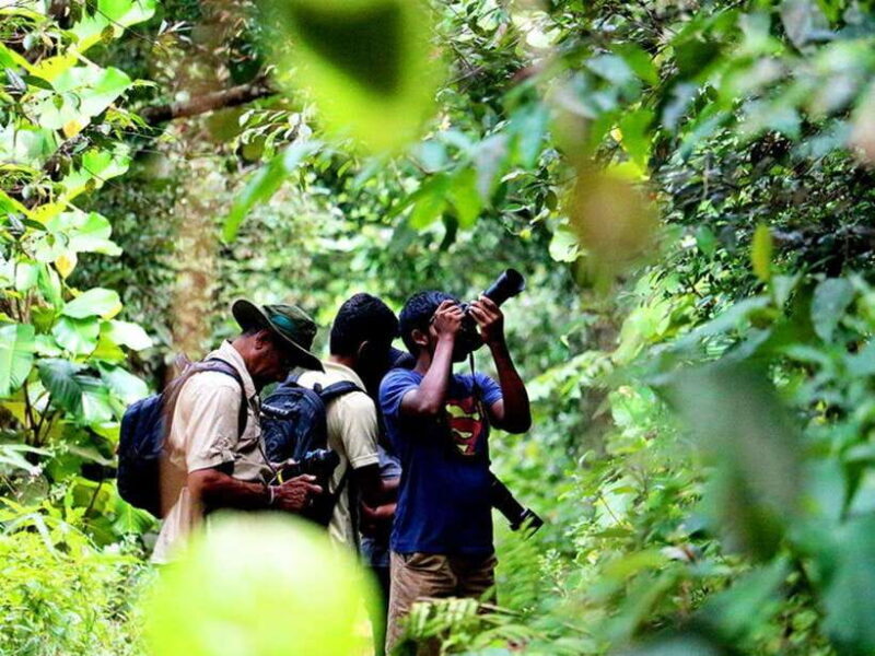 Sinharaja Rain Forest UNESCO Walk and Bird Watching Day Tour - An In-Depth Look at the Sinharaja Rain Forest UNESCO Walk and Bird Watching Tour