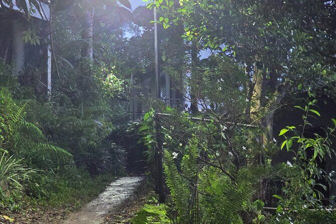 Sinharaja' rainforest - Adventure Tour (Full day) - Pathan Oya Waterfalls and Fish Massage