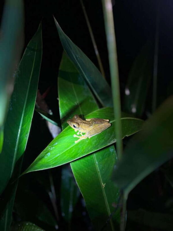 Sinharaja Rainforest: Day Trip From Galle or Bentota - Good To Know