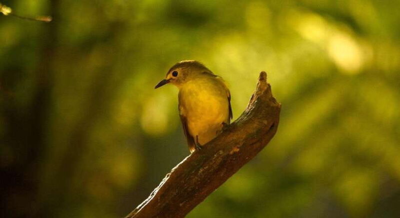 Sinharaja Rainforest: Day Trip From Galle or Bentota - Good To Know