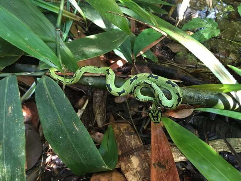 Sinharaja Rainforest: Day Trip From Galle or Bentota - What’s Included and What to Expect