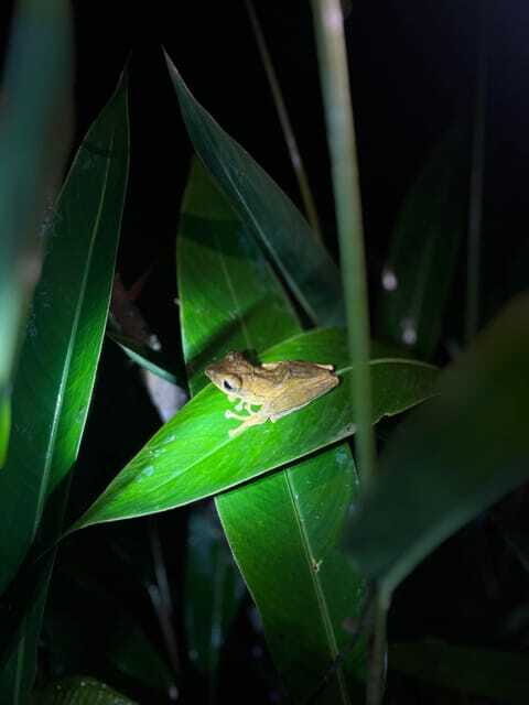 Sinharaja Rainforest: Day Trip From Galle or Bentota - Practical Details and Considerations