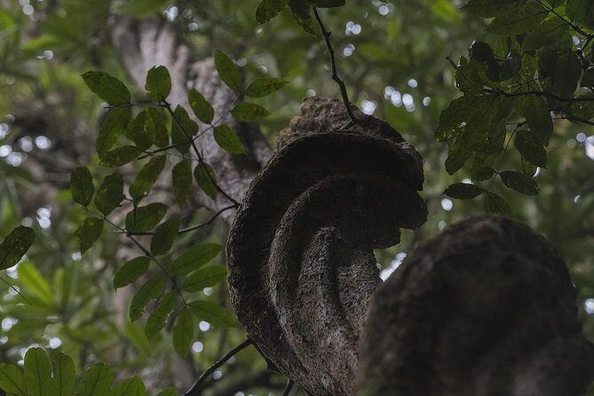 Sinharaja' rainforest - Discovery Tour (half day) - FAQs