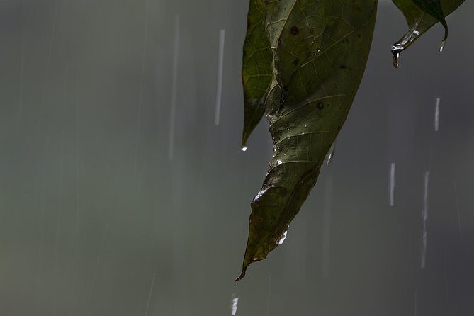 Sinharaja' rainforest - Discovery Tour (half day) - Final Thoughts