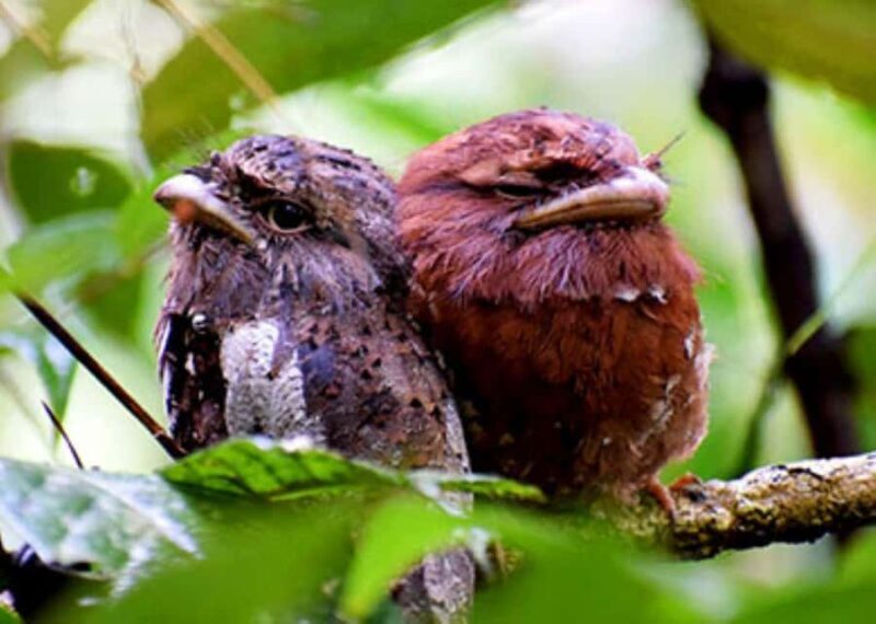 Sinharaja Rainforest: Guided Day Tour from Bentota/Colombo - Exploring the Sinharaja Rainforest: An In-Depth Review of the Guided Day Tour