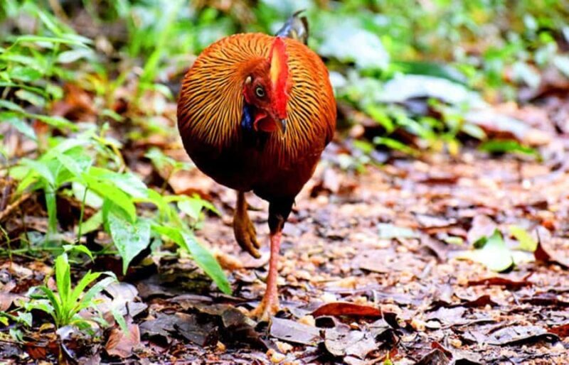 Sinharaja Rainforest: Guided Day Tour from Bentota/Colombo - Why Choose This Tour?