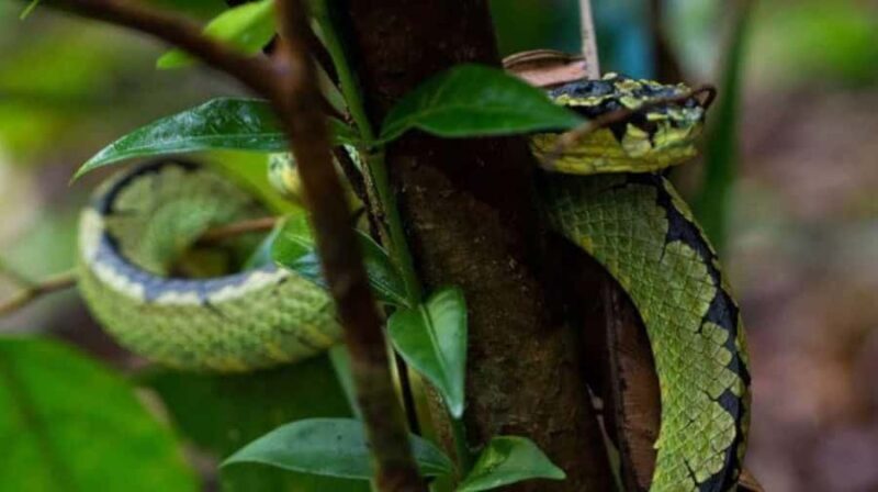 Sinharaja Rainforest: Guided Day Tour from Bentota/Colombo - FAQ