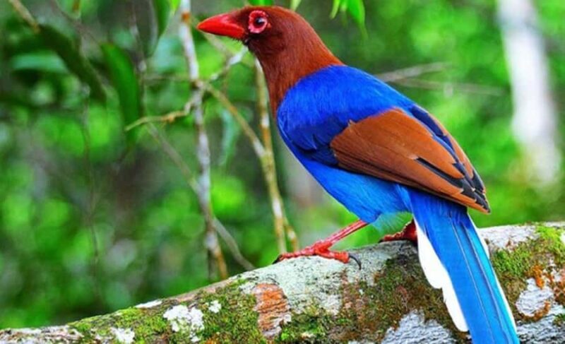 Sinharaja Rainforest: Guided Day Tour from Bentota/Colombo - The Experience of the Wild: What Youll Likely See and Hear