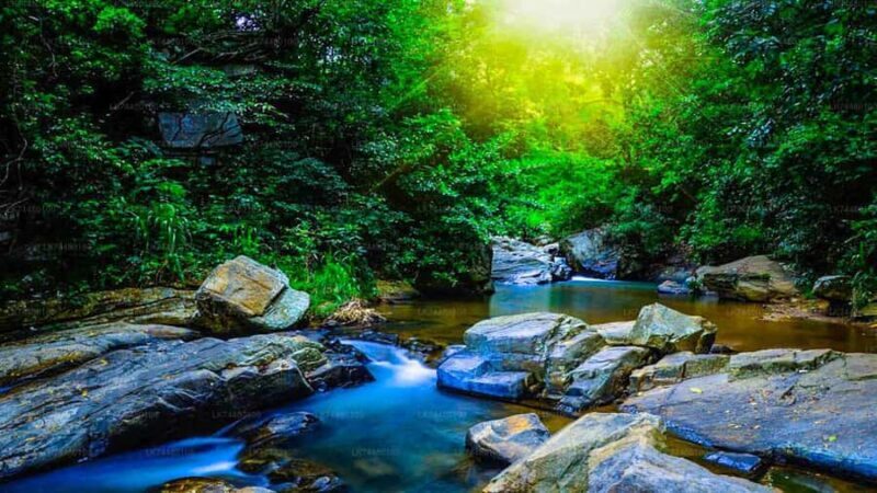 Sinharaja Rainforest: Guided Day Tour from Bentota/Colombo - The Value of the Tour