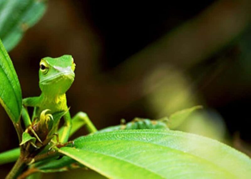 Sinharaja Rainforest: Guided Day Tour from Bentota/Colombo - FAQ