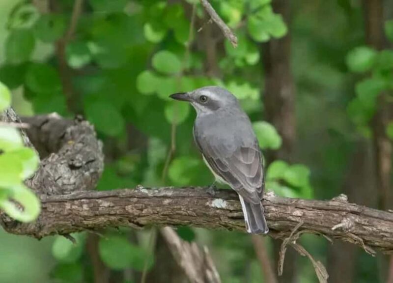Sinharaja Rainforest Morning Bird watching walking Tour - Starting Point: Lankagama Entrance