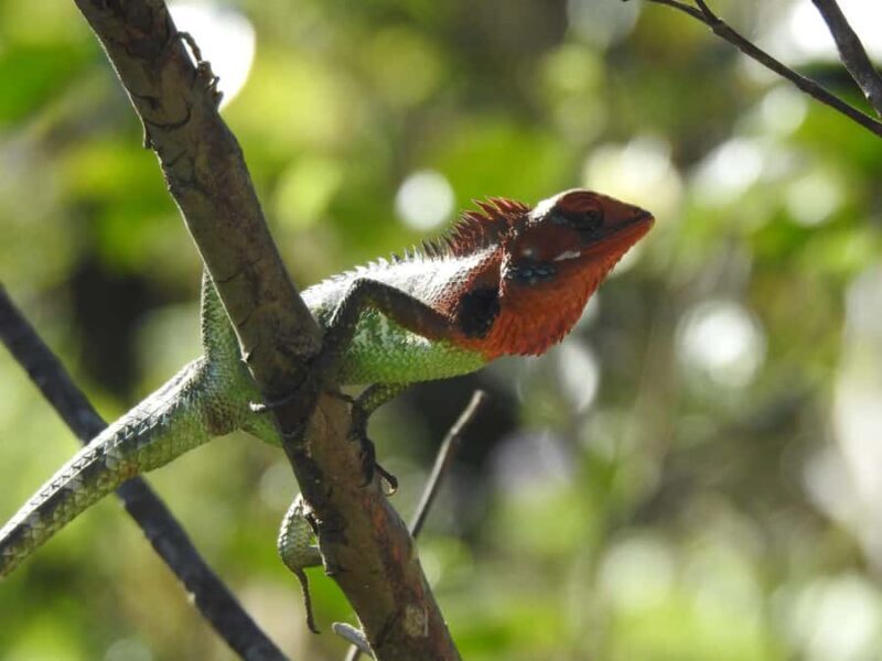 Sinharaja Rainforest Morning Bird watching walking Tour - The Guided Walk