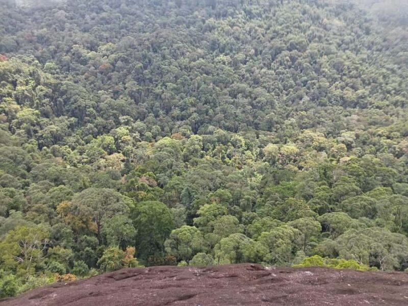 Sinharaja Rainforest Morning Bird watching walking Tour - Transport & Logistics
