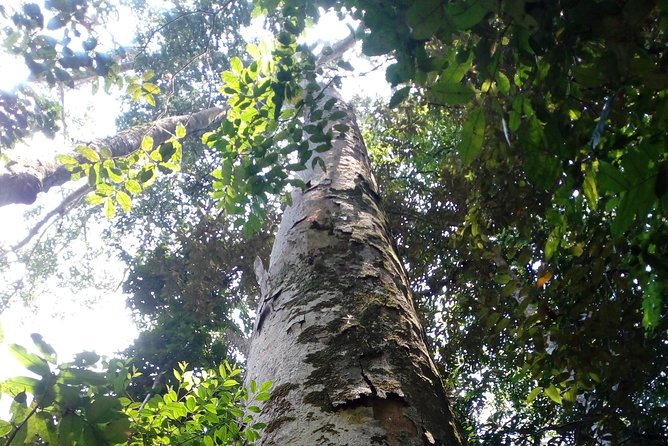 Sinharaja Rainforest Private Tour From Aluthgama  - Galle - Highlights of the Tour