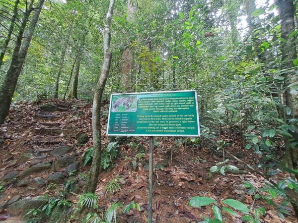Sinharaja Rainforest Tour - Customer Reviews