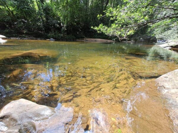 Sinharaja Rainforest Tour - Booking Information