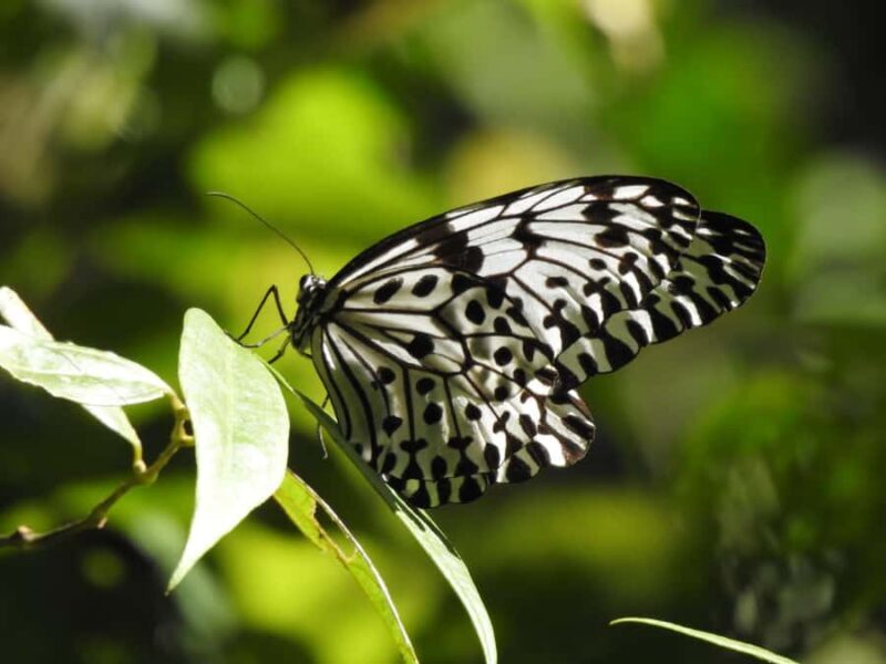 Sinharaja Rainforest Tour with Local Guide - Good To Know