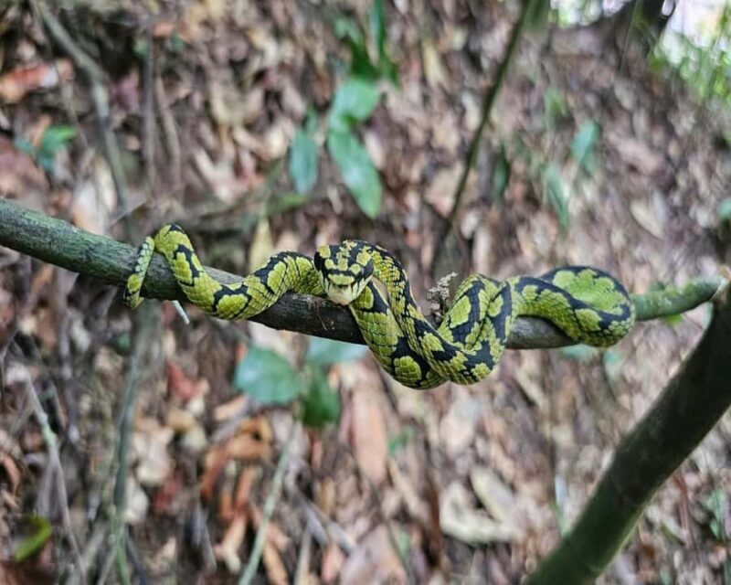 Sinharaja Rainforest Tour with Local Guide - FAQ