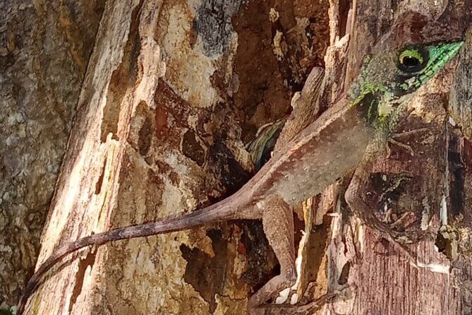 Sinharaja Rainforest Trek Guided Jungle Hiking Experience - Who Should Consider This Tour?