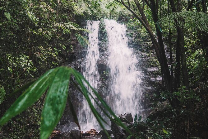 Sinharaja Rainforest Trek with Guide and Lunch - Exploring the Sinharaja Rainforest: A Closer Look