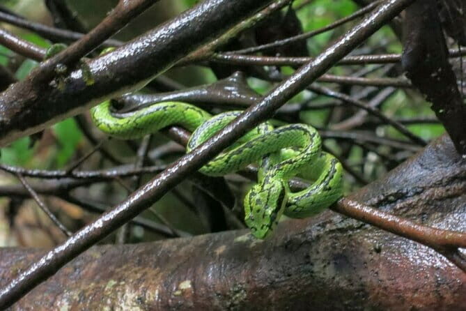 Sinharaja Rainforest Trip - Real Traveler Experiences