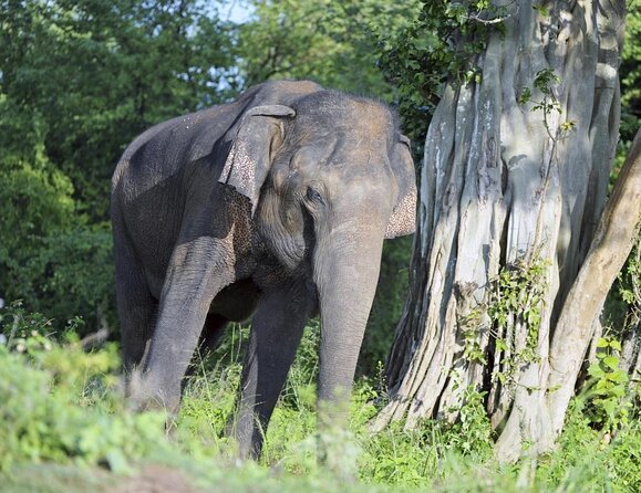 Sinharaja Rainforest & Udawalawe Safari - 2 Days, All Inclusive - Good To Know
