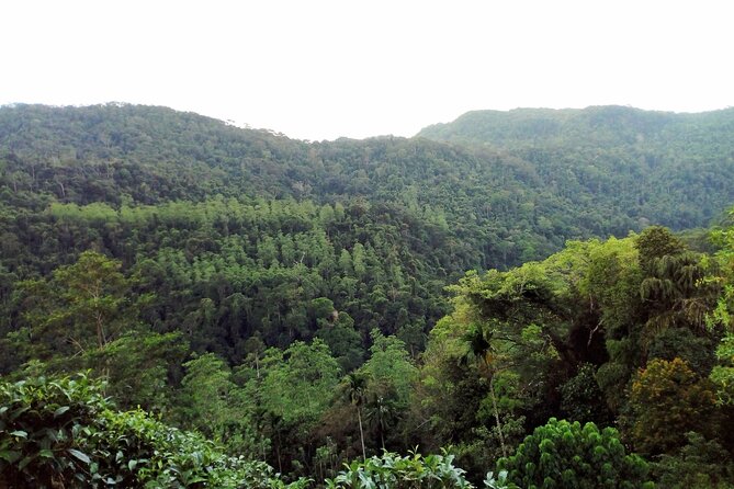 Sinharaja Rainforest & Udawalawe Safari - 2 Days, All Inclusive - Meal Plan
