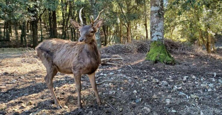 Sinnai: Hiking on the Deers' Trail in Sette Fratelli Park - Location Details