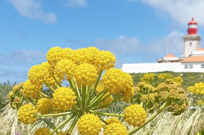 Sintra Tuk Tuk Tour. Mountain Monuments and Beaches - Who Should Consider This Tour?