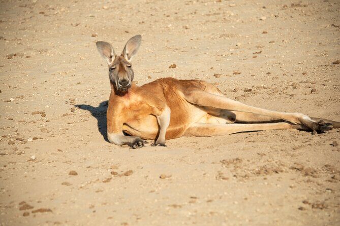 Sip and Animal Safari Experience in Fredericksburg - Introduction: What to Expect from the Sip and Animal Safari Experience in Fredericksburg